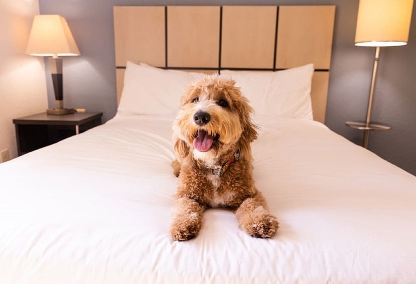 Suite Adaptée aux Personnes à Mobilité Réduite, Sonesta Simply Suites Houston – Nasa Clear Lake
