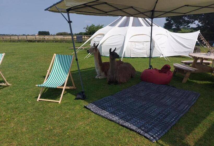 Standard Tent, Glamping With Llamas