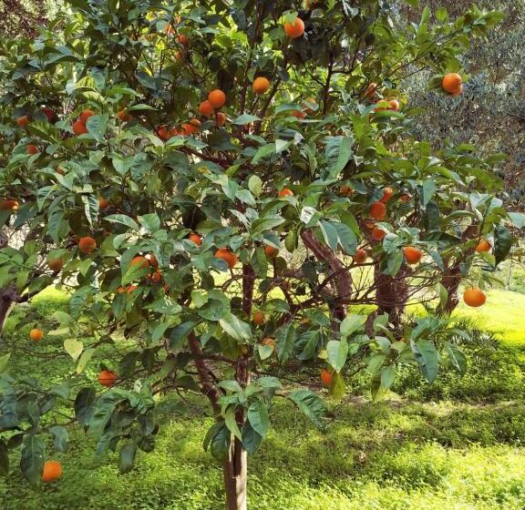 اتاق استاندارد با بالکن, Oleander S Garden Traditional Cretan Cottage