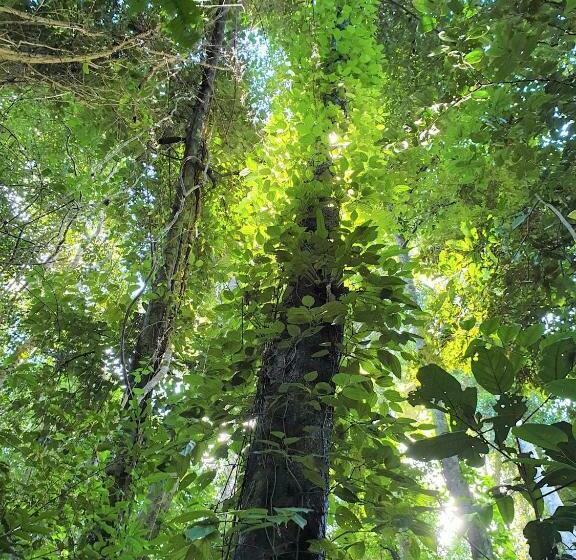 침실 1개 주택, Palm Grove Rainforest Retreat