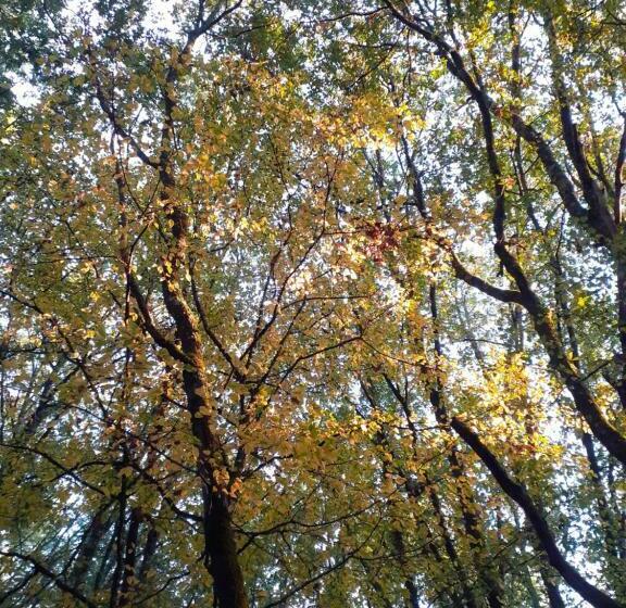 Номер Стандарт с Террасой, La Cabane De L Oiseau
