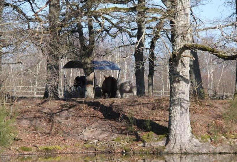 Апартаменты 1 Спальня, Gîte Les Grandes Maisons Cœur Forêt D Orléans Et Espace Bien être Jacuzzi Hammam Spa