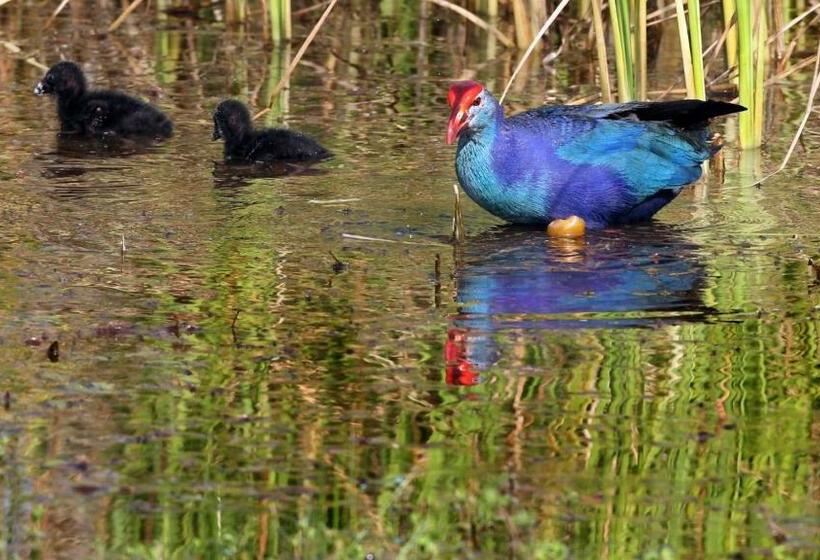 غرفة عائلية, Yala Viewer Bird Resort And Safari