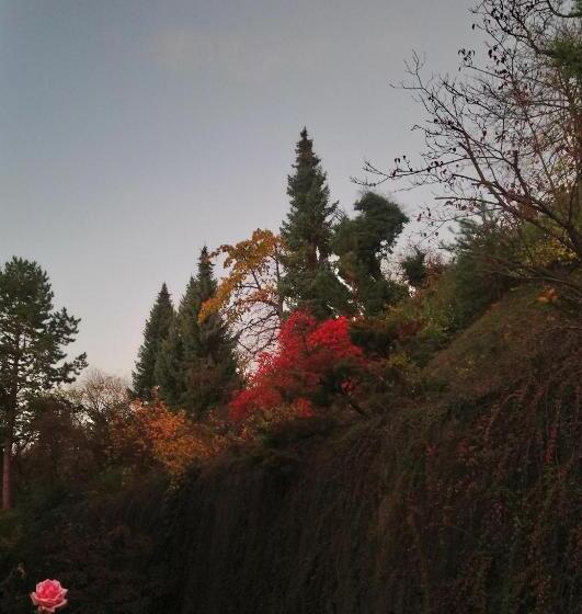 غرفة قياسية, Käfernberg   Wein