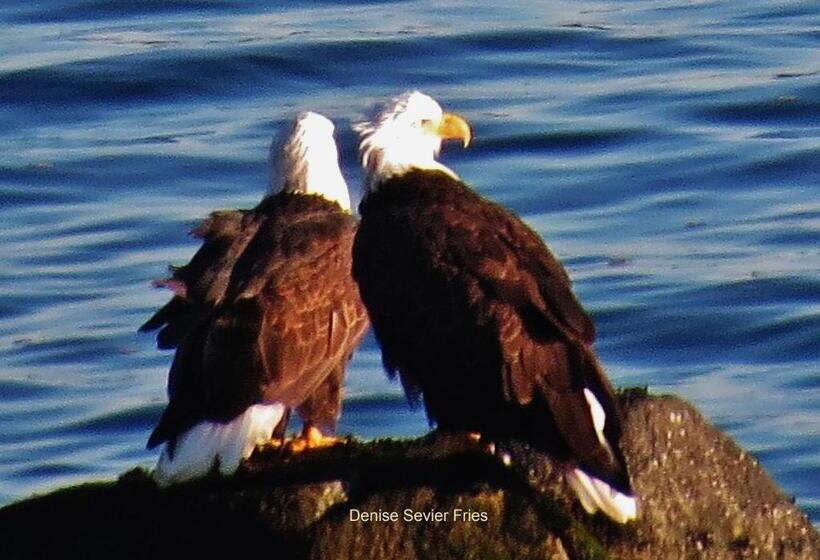 חדר מוזל עם נוף לים, Above Tide Motel
