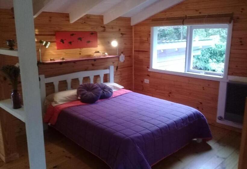 Standart Oda, Dodo House