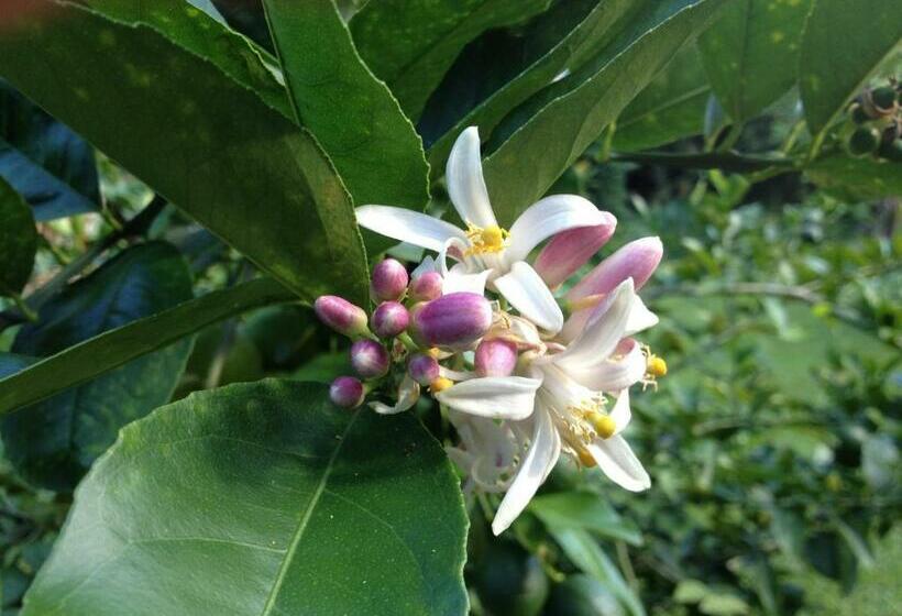 חדר סטודיו סטנדרד, Heavenly Hana Paradise