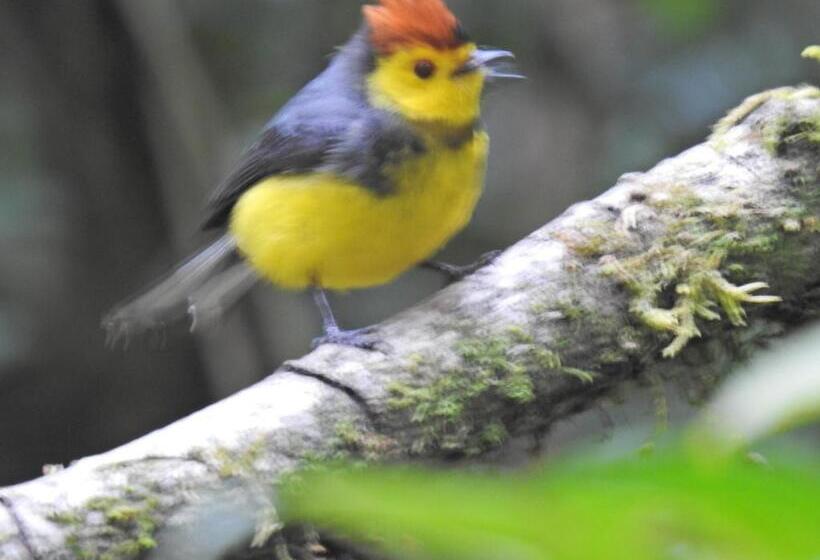 スタンダードルーム, Miriam S Quetzals Lodge