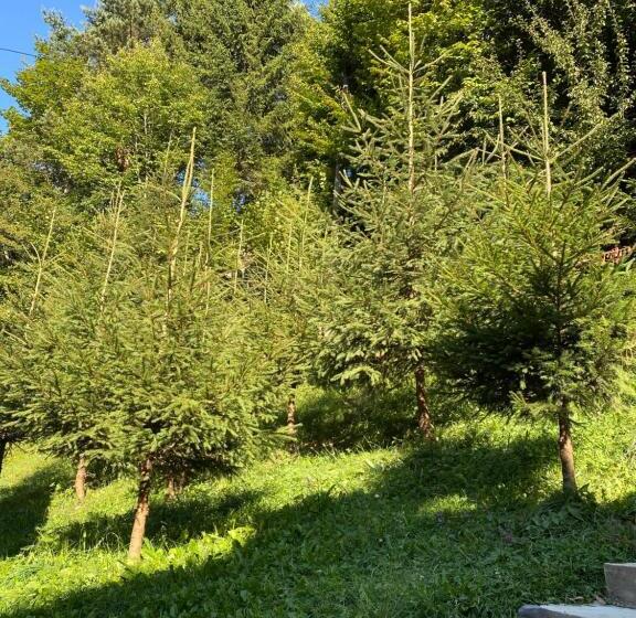 Апартаменты 1 Спальня Вид на Сад, Casa Maia Dambovicioara