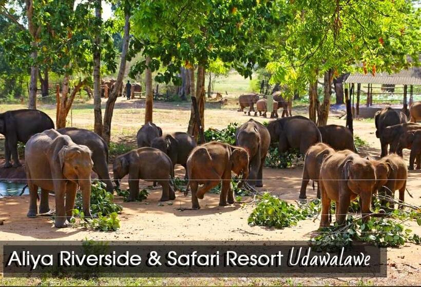 带大床的标准间, Aliya Riverside & Safari Resort