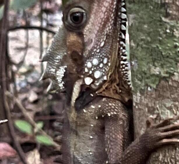 Бунгало Стандарт, Daintree Crocodylus