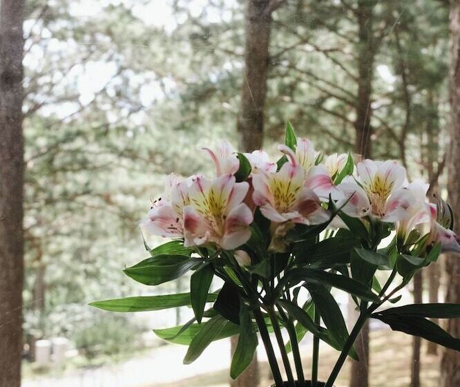 اتاق سوپریور, Terracotta Hotel & Resort Dalat