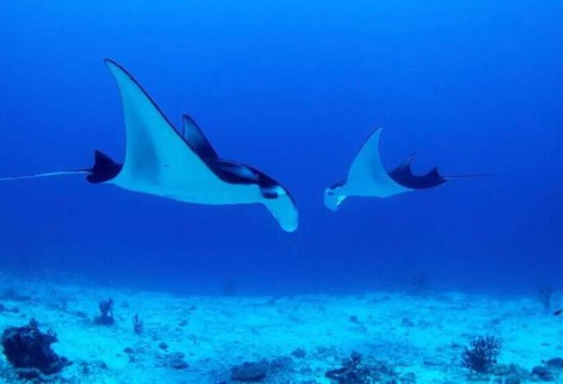 Номер Стандарт Вид на Море, White Sandy Beach Best Manta Snorkeling
