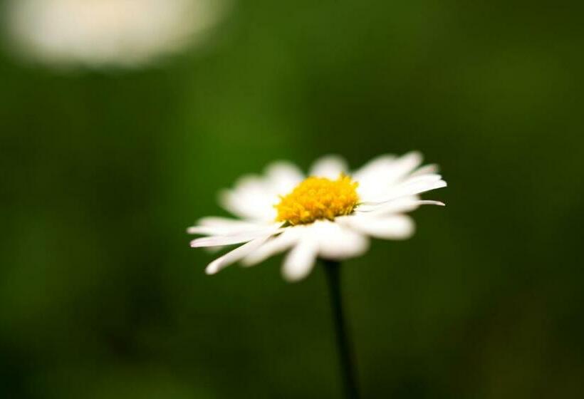 스탠다드 룸, Angerburg Blumen