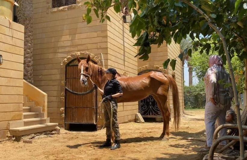 استودیوی استاندارد, Family House بيت العيلة