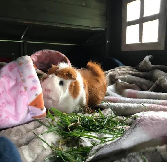 패밀리 룸 공용 욕실, Tailor Made Tekapo Accommodation   Hostel