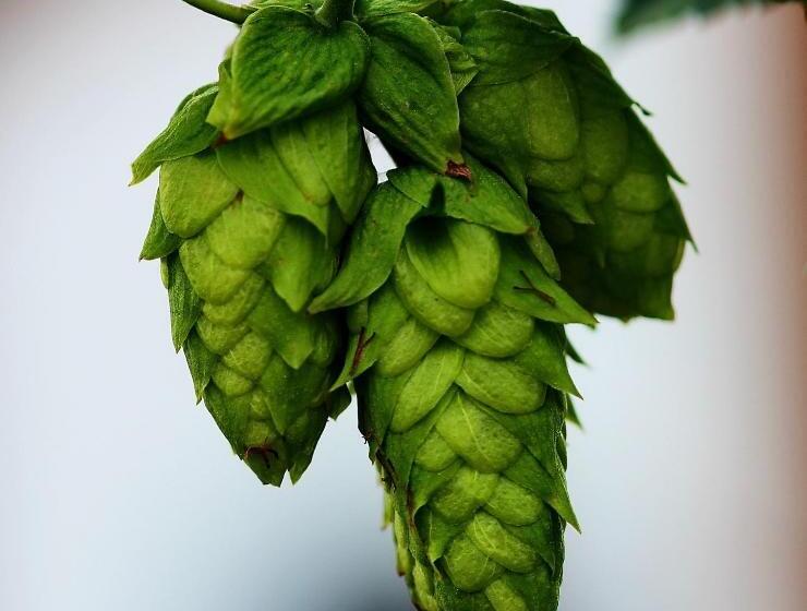 Номер Стандарт Вид на Горы, Wildegams Gasthof Und Brauerei
