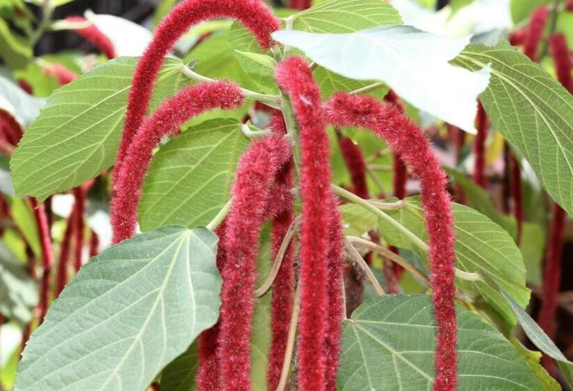 استودیوی استاندارد, Mame Trees