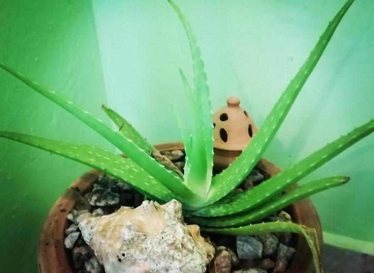 스탠다드 싱글 룸, Scorpion Hill Lodge