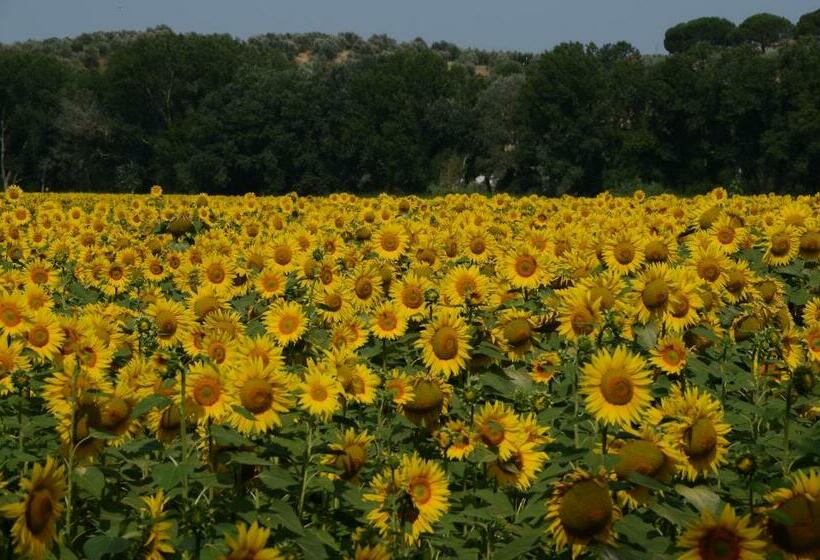 غرفة قياسية, La Mimosa