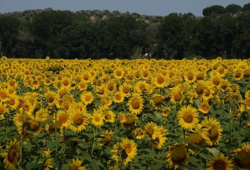 غرفة قياسية مزوَّدة بتراس, La Mimosa