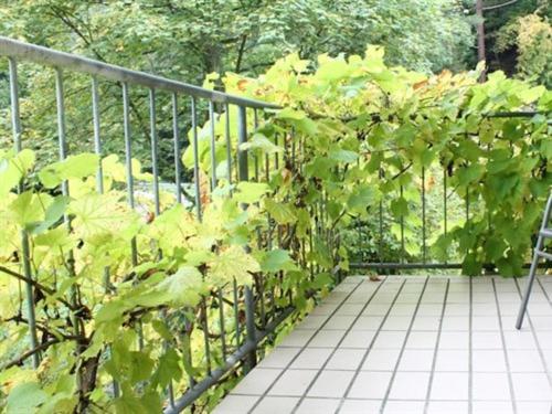 Apartamento 1 Quarto, Winneburg