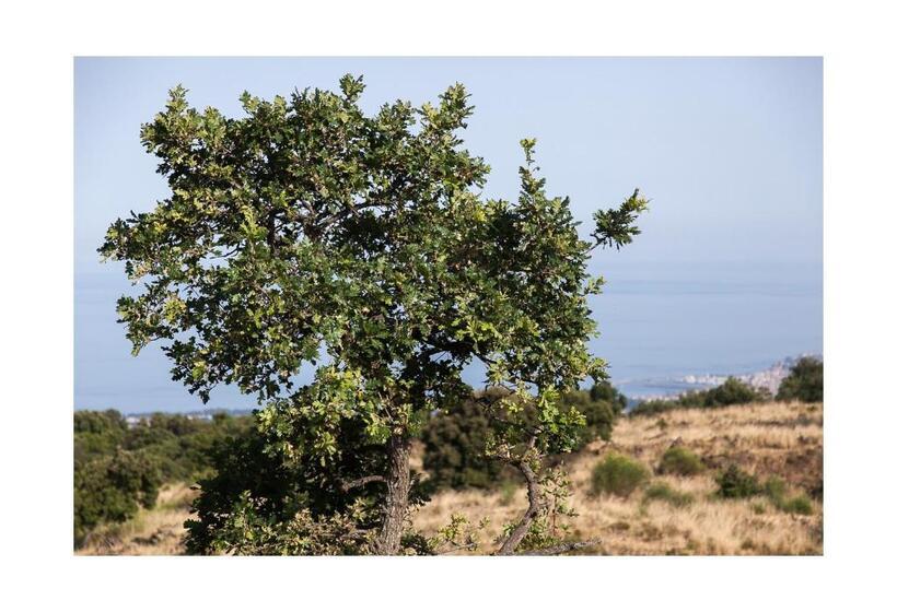 استودیوی لوکس, Ecoagriturismo Notti Stellate Etna Mare
