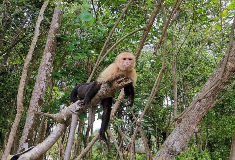 اتاق راحتی, Jungle Beach Hotel Manuel Antonio