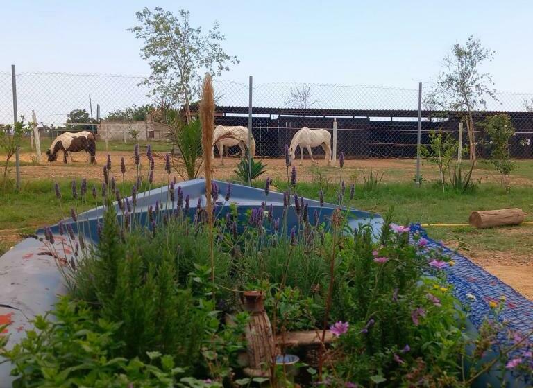 デラックスルーム, Finca Caballito De Mar