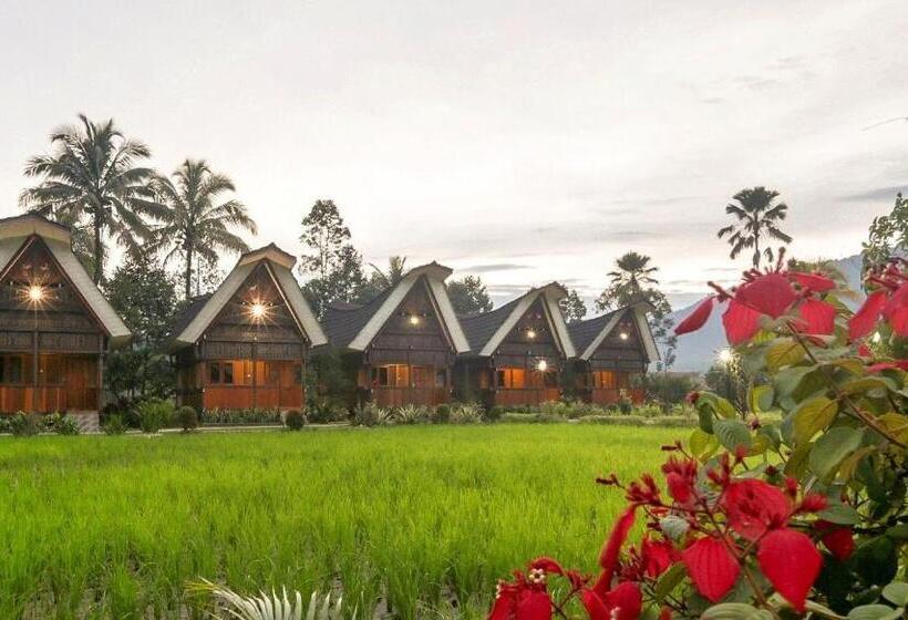 سوییت, Toraja Misiliana