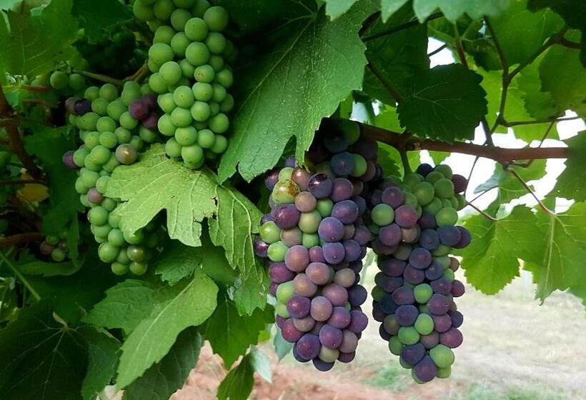 스위트, Red Door Collective   Rdc Vineyard Estate, Luxury Adult Only Stay