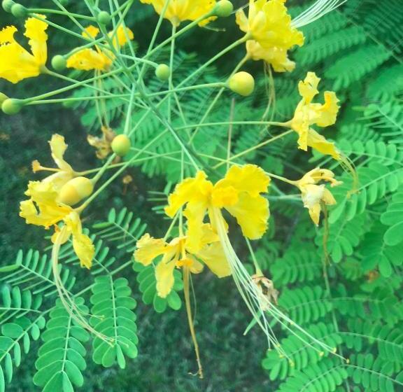 스탠다드 룸, Green Zion Garden