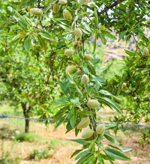 带5个卧室的别墅, Casas Rurales Los Algarrobales
