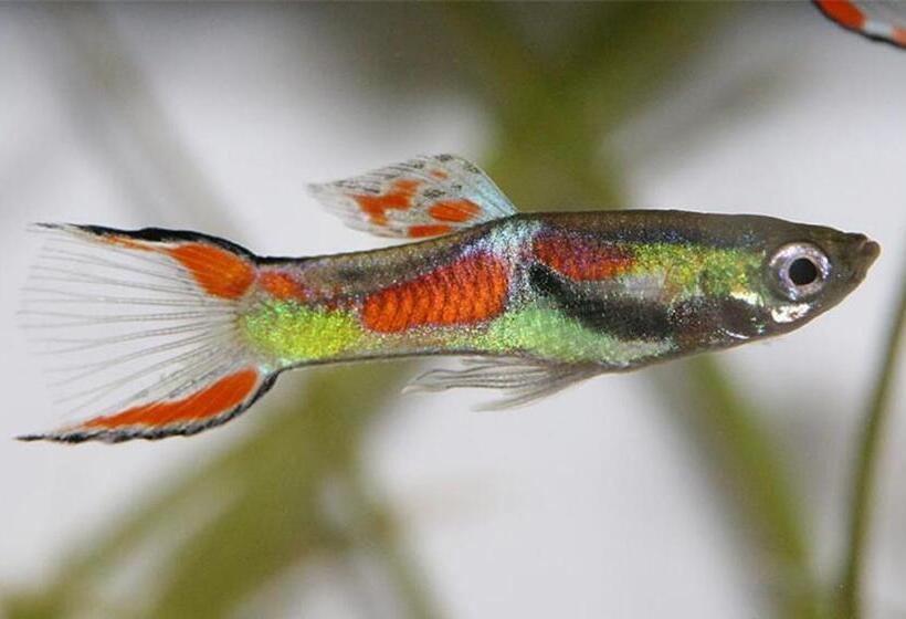 غرفة قياسية حمام مشترك, Aquarium Room Fish And Gastropods