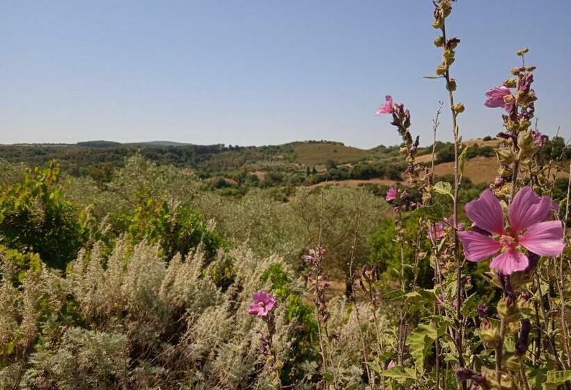 Номер Стандарт, B&b Pibitzoi
