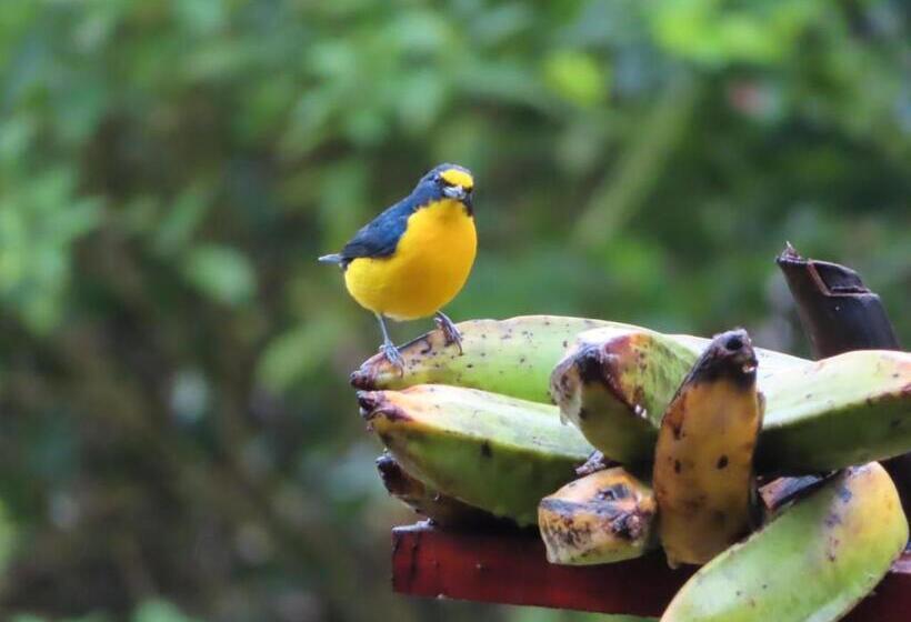스탠다드 룸 호수 전망, La Ceiba Tree Lodge