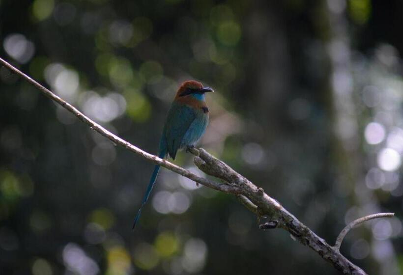 디럭스 룸 호수 전망, La Ceiba Tree Lodge