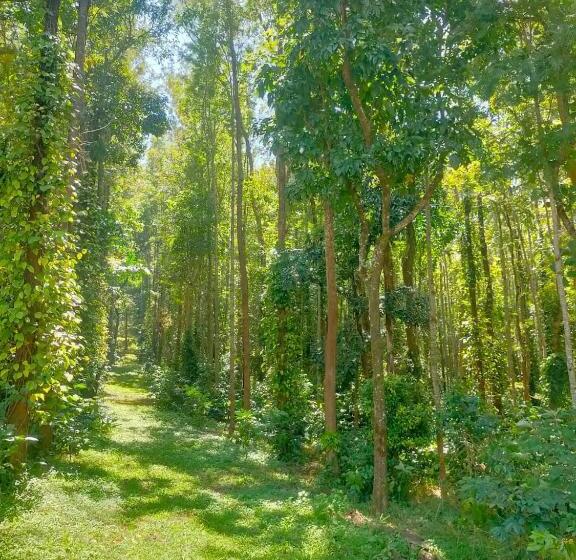 家庭间, Coffeeberry Hills Chikamagalur