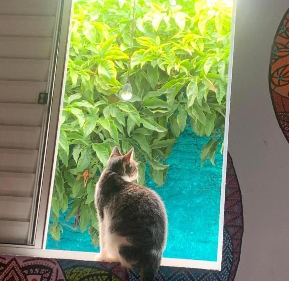 Четырехместный Номер Стандарт, Toca Da Suzara Suíte 2 Até 4 Pessoas Piscina Rio E Mar Num Só Lugar