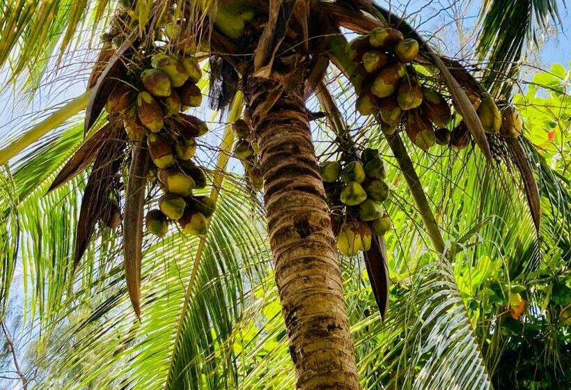 חדר סטנדרט לשלושה, Kaure Sand Beach Lodge
