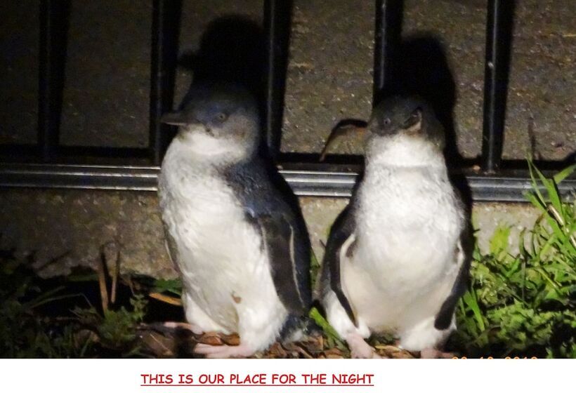 침실 1개 베이직 아피트, Diamond Island Resort & Bicheno Penguin Show