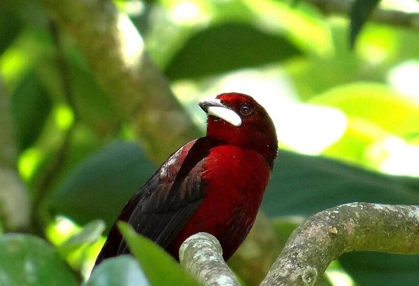 带1个卧室的别墅, Kaliawiri Bird Lodge & Reserve