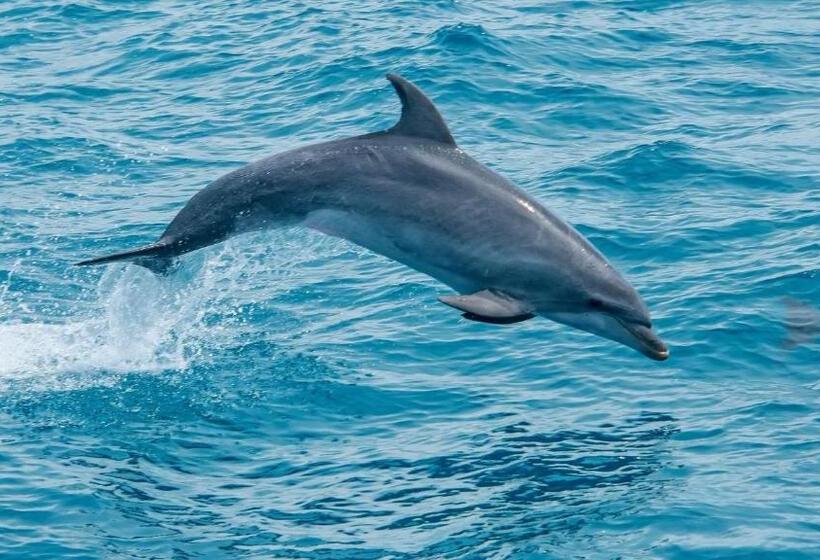 Büyük Çift Kişilik Yataklı Standart Oda, Suítes Vista Pro Mar Ilhabela