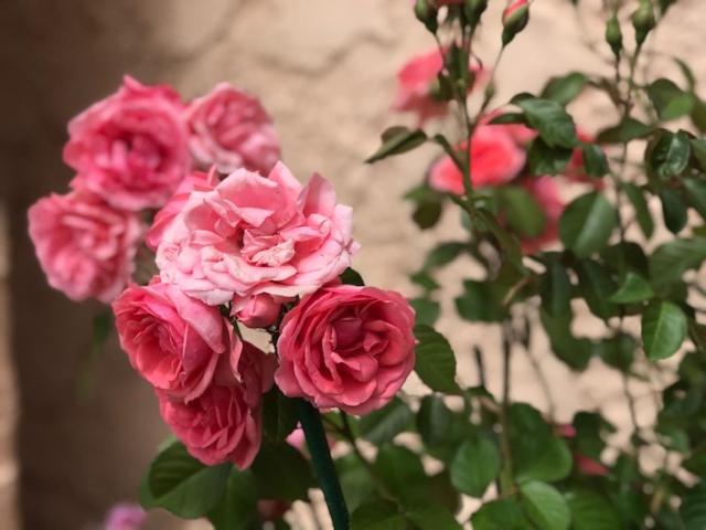 스탠다드 트리플 룸, Les Belles Terrasses