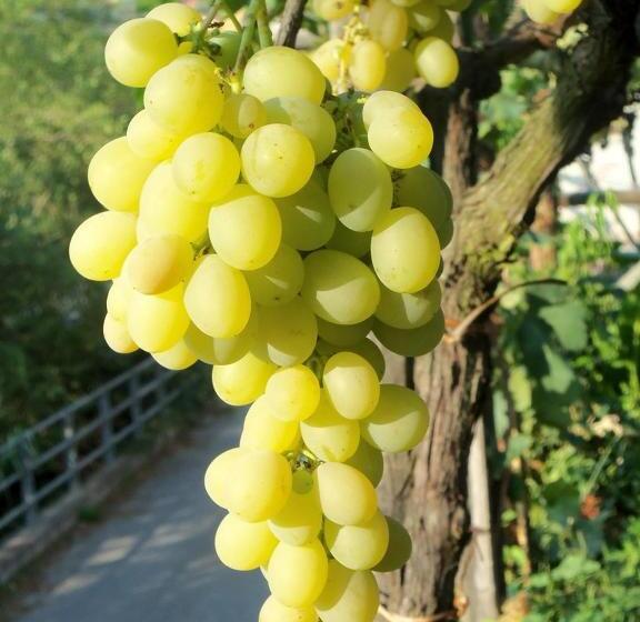 Апартаменты 1 Спальня Вид на Сад, Agriturismo A Veggia Vigna