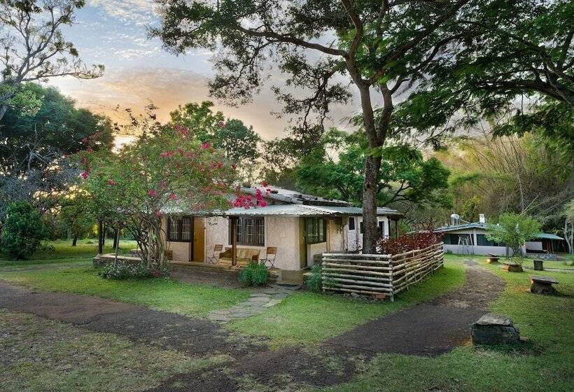 标准间, Jungle Hut