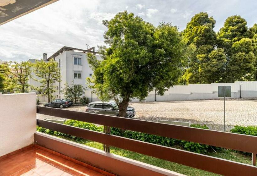 Номер Стандарт, Colmeia