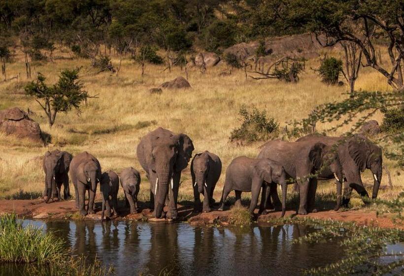 带观景的标准间, Four Seasons Safari Lodge Serengeti