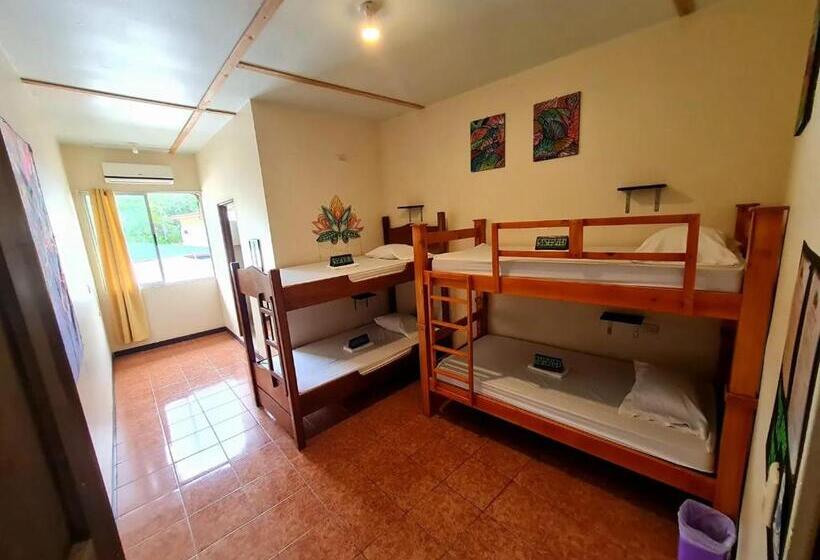 Кровать в Общей Комнате, Slow Monkey Hostel