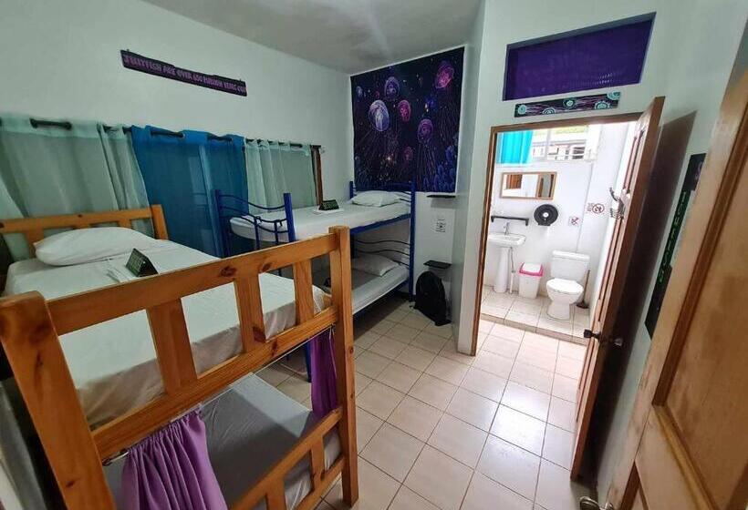 Кровать в Общей Комнате, Slow Monkey Hostel